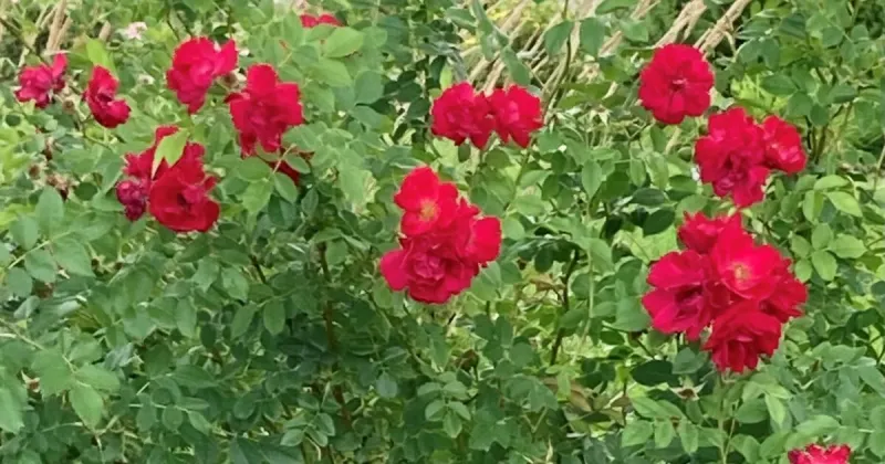 Perplexing plant problems? SDSU Extension Garden Hotline here to help