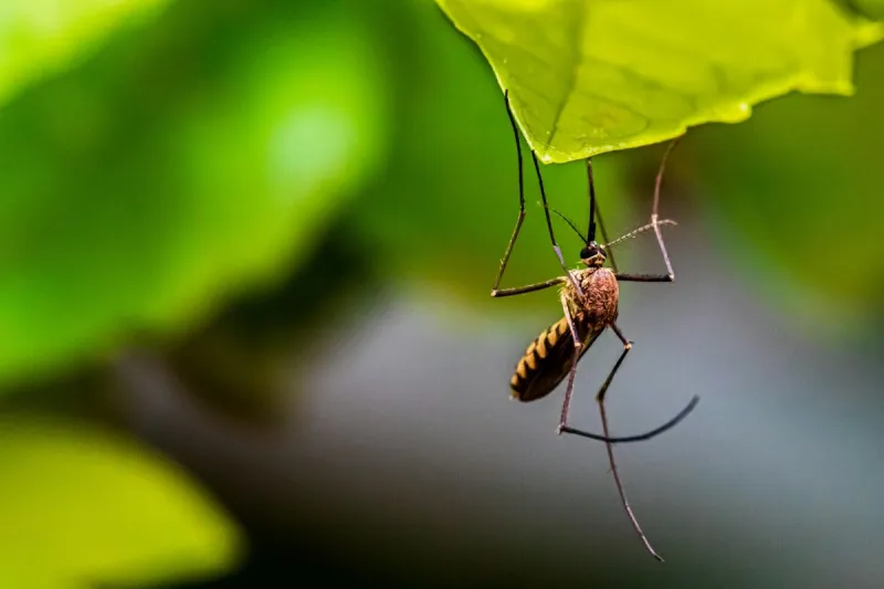 First Case Of West Nile Virus Confirmed In South Dakota