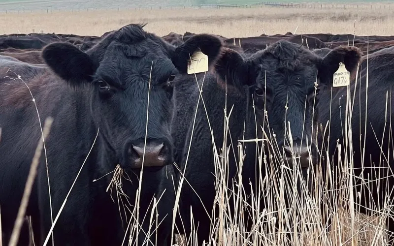 Drought-stressed forage: Nitrate considerations