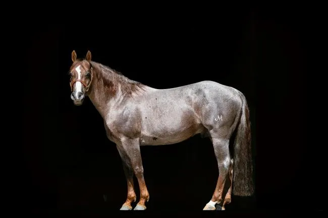 AQHA 2025 Top 10 Roping Sires