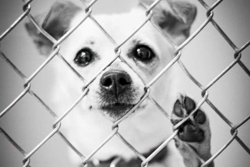 Sioux Falls Area Humane Society At Capacity & Need Adopters ASAP