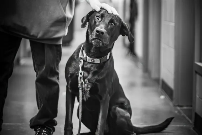 Over 100 Days in Shelter, Sioux Falls Dog Is 'Declining Quickly'