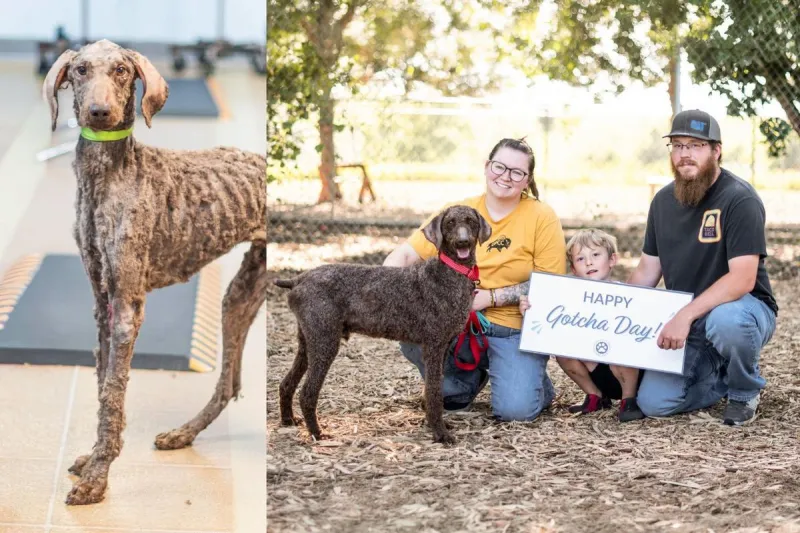'Suffering' South Dakota Dog Adopted & Now Thriving At New Home