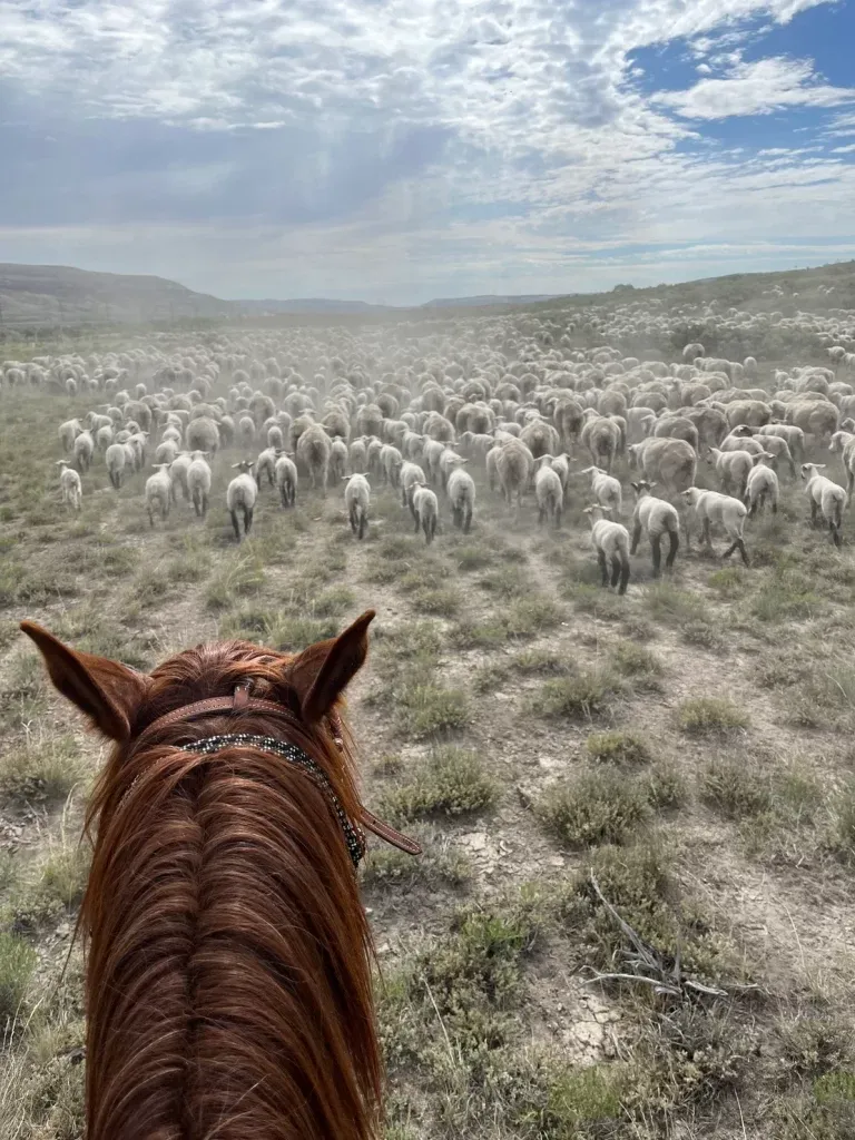 A Sheepherder's Story: Trailing to the mountains