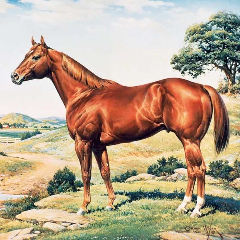 America | America's horse