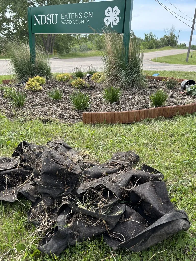 Dakota Gardener: The weed problem