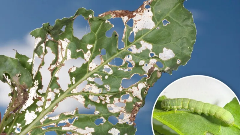 Nebraska Extension urges scouting after beet armyworm observed in sugar beet