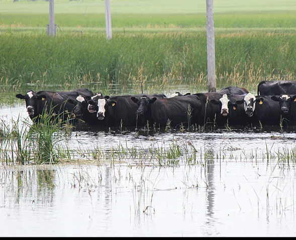 Dealing with heat stress in beef cattle operations