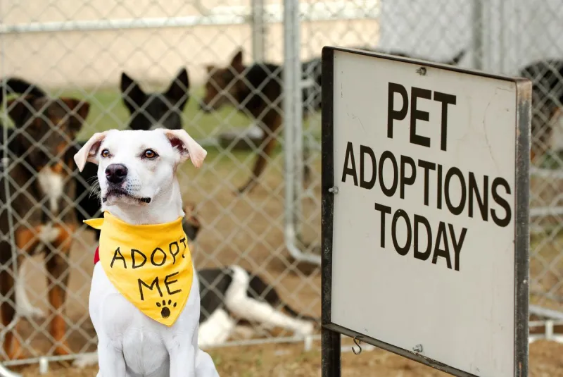 Minnesota Warning Folks About Adopting Dogs From South Dakota