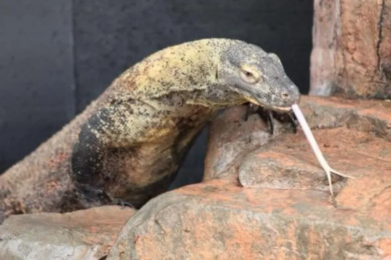 Majestic Komodo Dragon Natasha Back In Action At Sioux Falls Zoo
