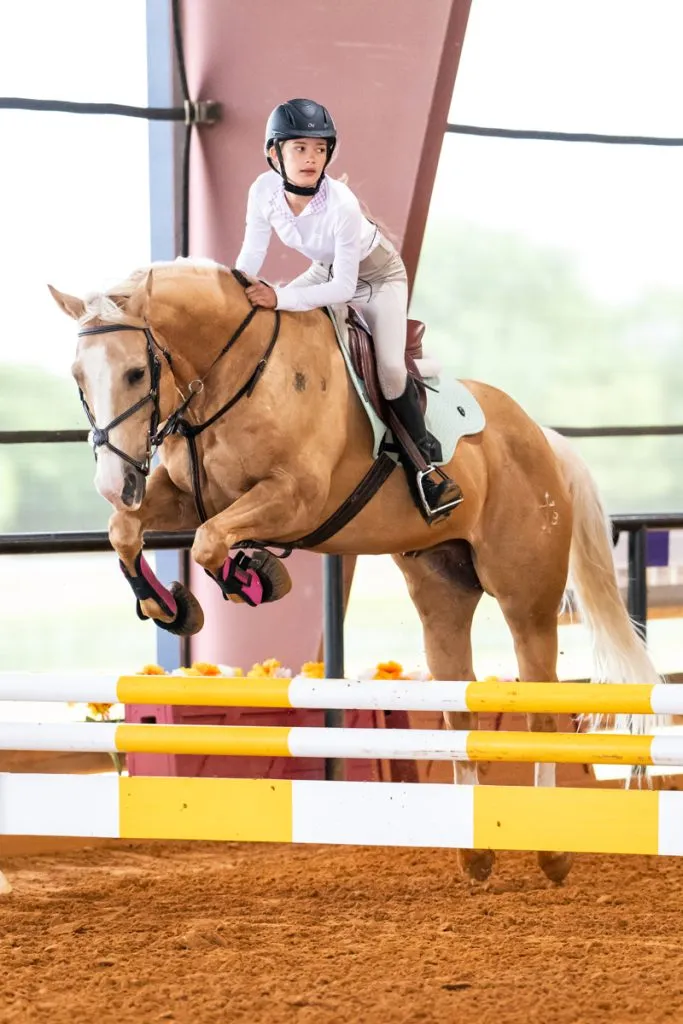 Horse Roundup 2026 | Equine insurance covers beyond excellent care
