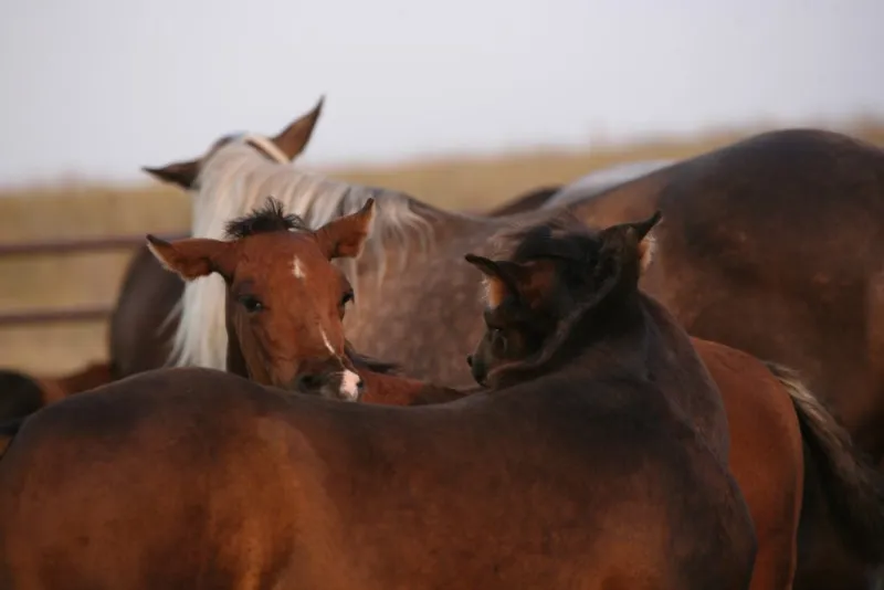 Horse Roundup 2026 | Fly control starts long before flies arrive