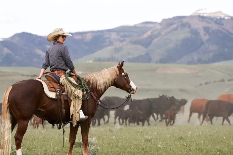 Horse Roundup 2026 | There's an app for that