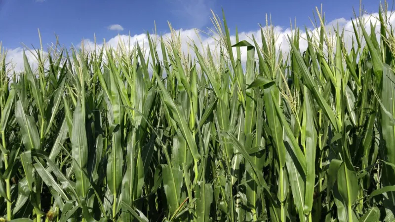Cows grazing standing corn: A feed option for this summer, fall, and winter