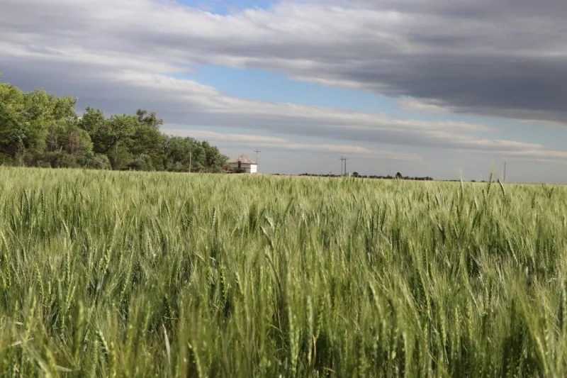 One-on-one financial consultations available for Panhandle farmers and ranchers Aug. 10--12