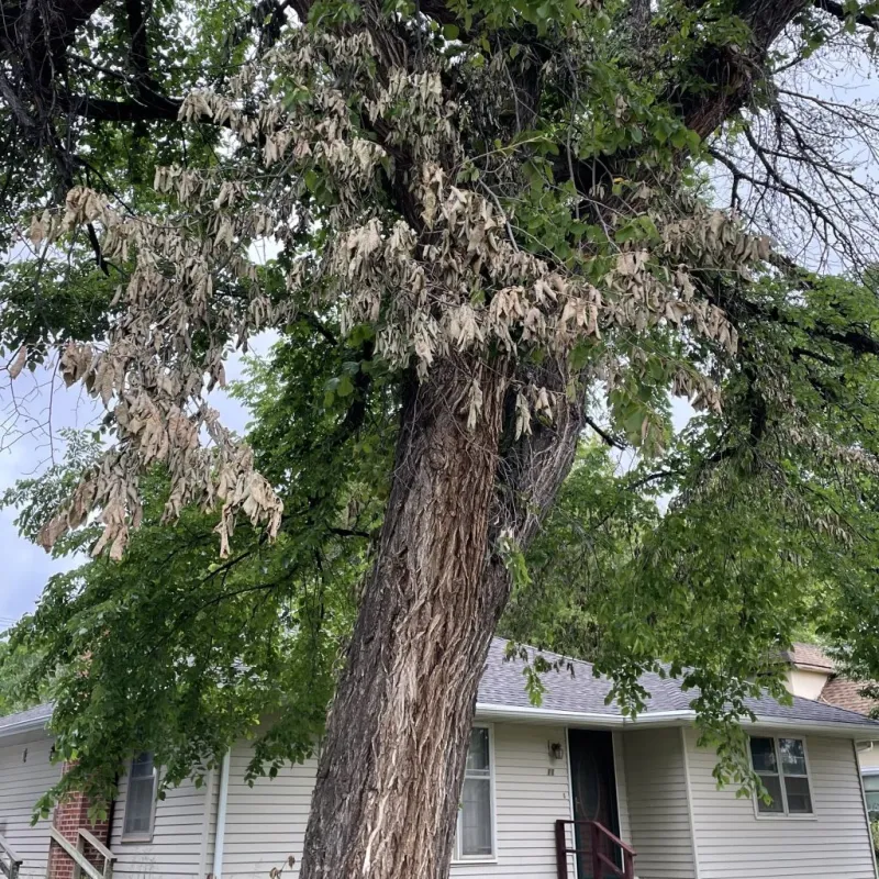 Dakota Gardener: Woes of the American elm -- It's complicated...