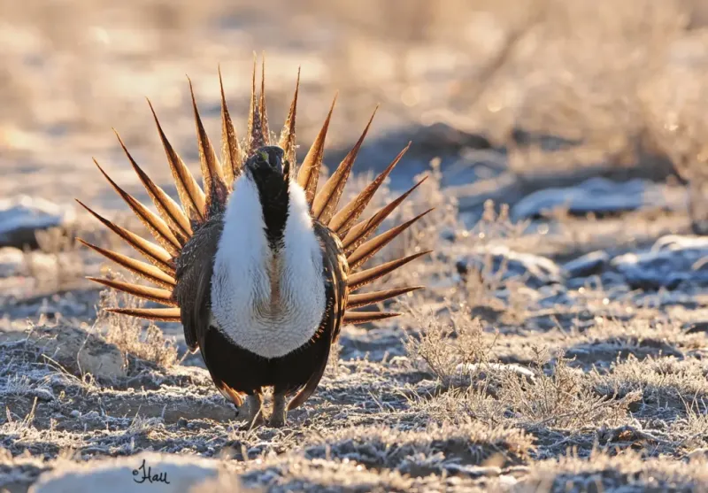 No 'harm' to fowl: Federal government walks back Endangered Species Act 'harm' definition