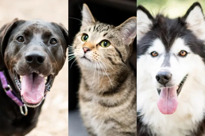 Why The Sioux Falls Area Humane Society Need Adopters Right Now