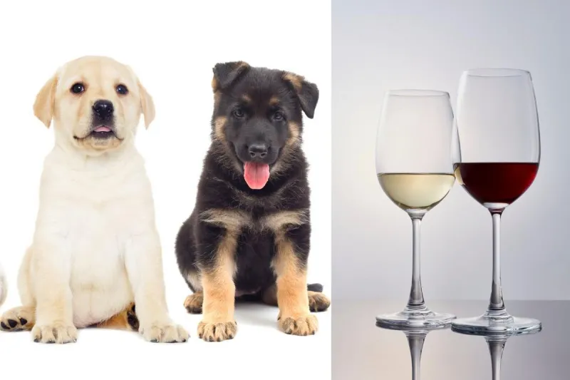 Grab the Leash! Wags & Wine Comes to Downtown Sioux Falls