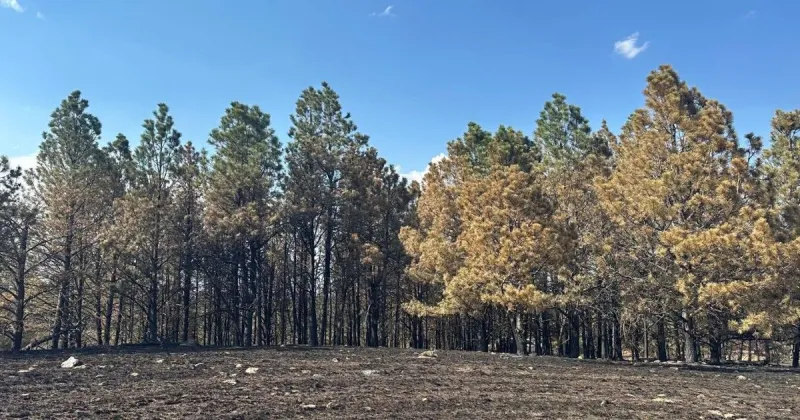 Firefighters contain a string of wildfires in the Black Hills