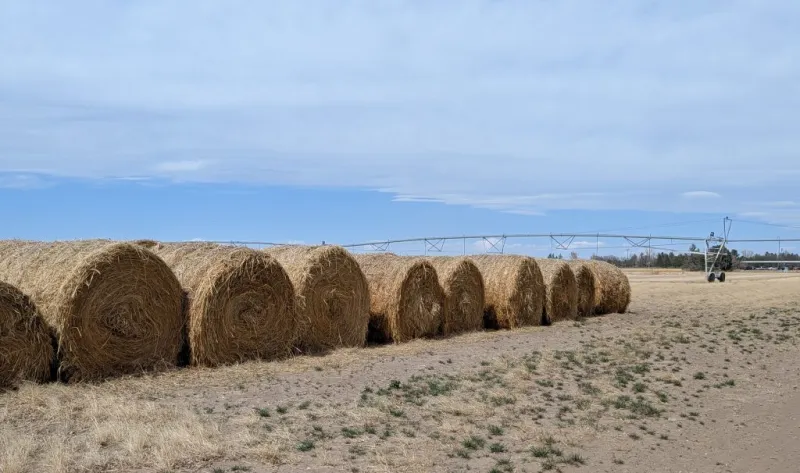 Buying Feed During a Drought -- Keys to Consider