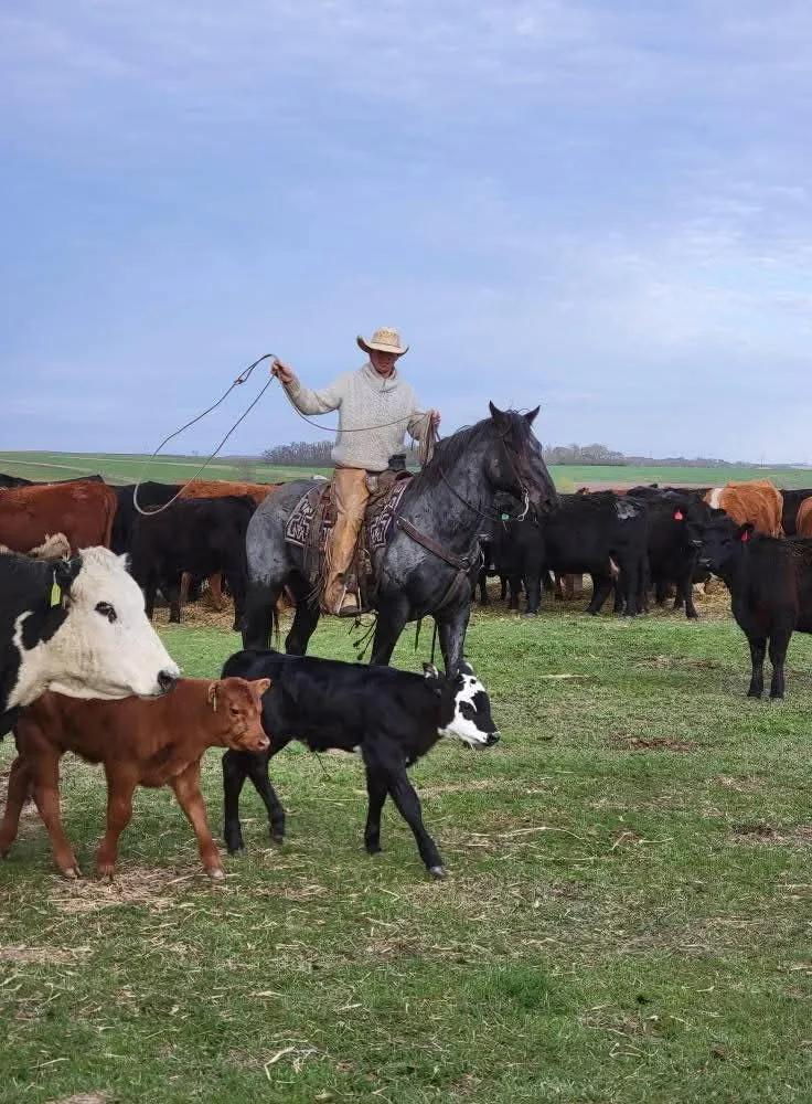 Learning to do it all: SDQHA all-around trainer schools horses on the ranch