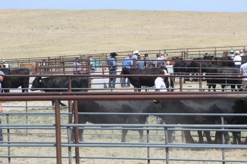 Stellpflug Cattle Company, 2nd Annual 'A New Frontier' Female Sale