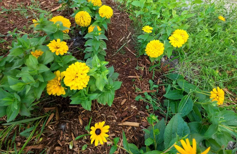 Master Gardeners: Keep plants protected and hydrated on sunny days