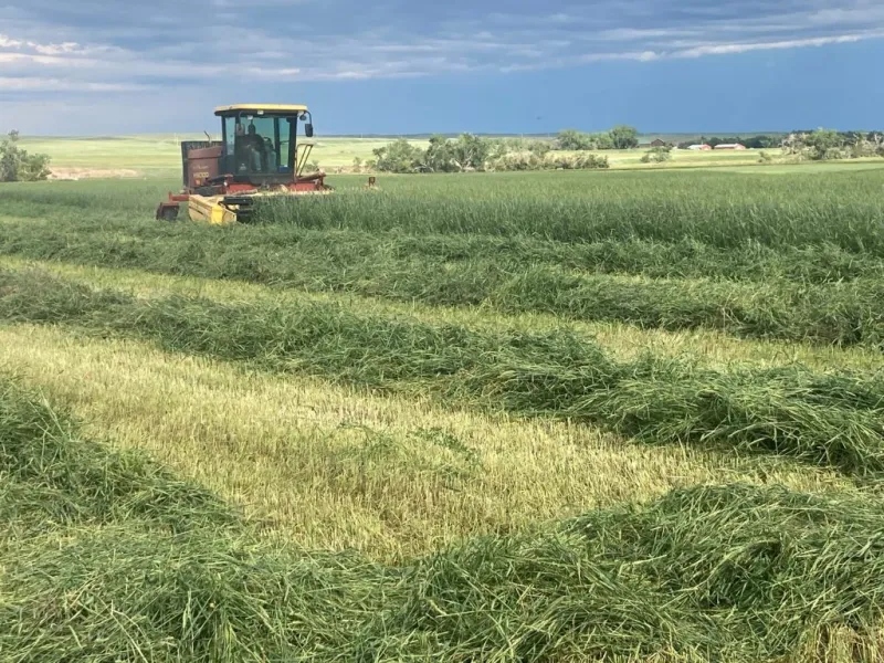 Test grain for nitrates before using it as forage