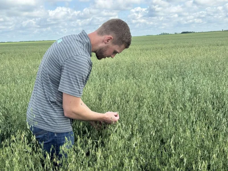 Grass, oats help SD farmer improve saline patches