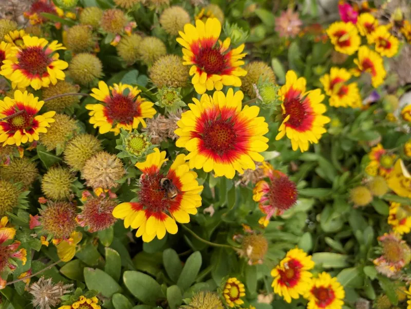 Master Gardeners: Houseplants to trees watering wisely