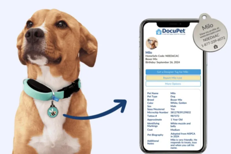 Sioux Falls Pet Owners Can Now Register Dogs And Cats Online