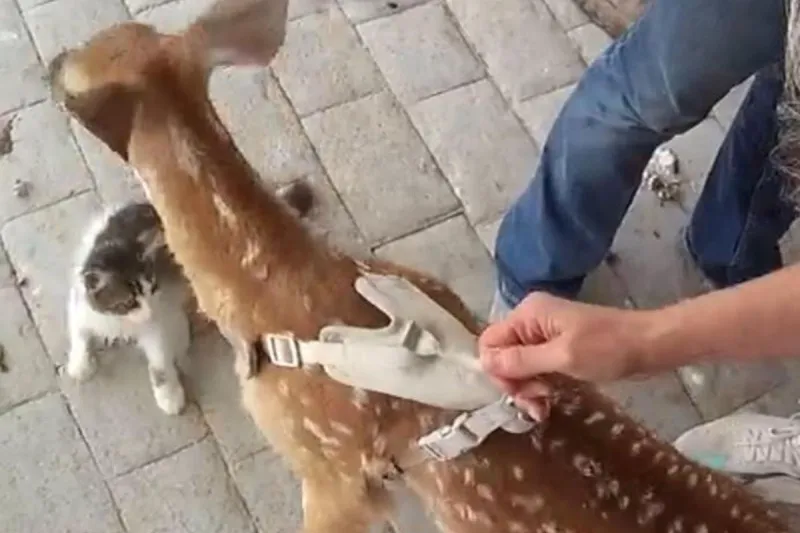 Open Letter to South Dakota: Deer Aren't Pets...Leave Them Alone