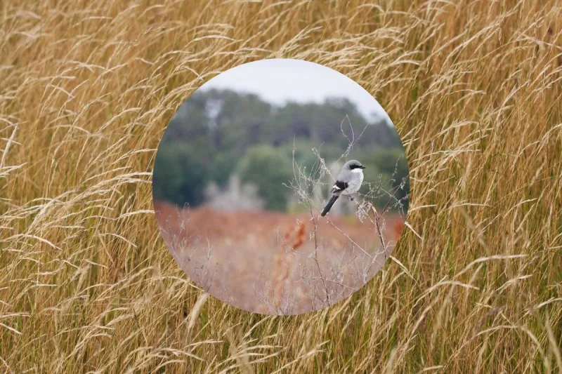 Take a Walk on the Wild Side at Good Earth State Park