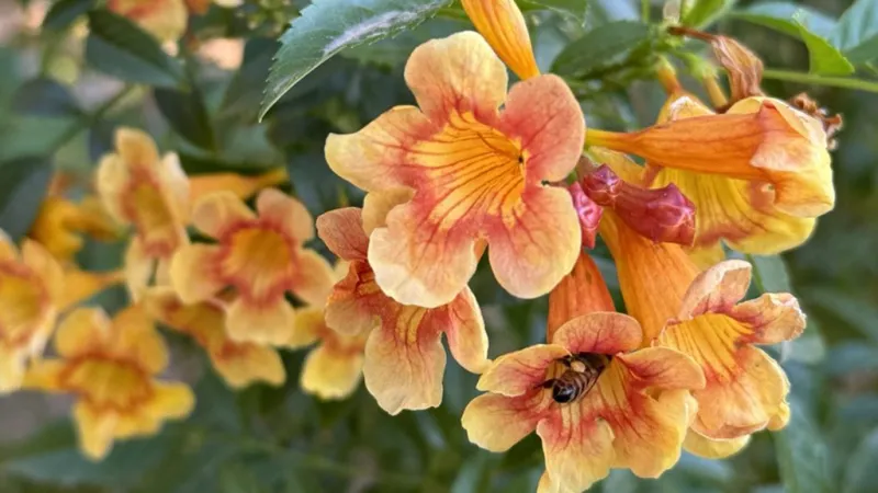 Protect pollinators with pesticide management practices