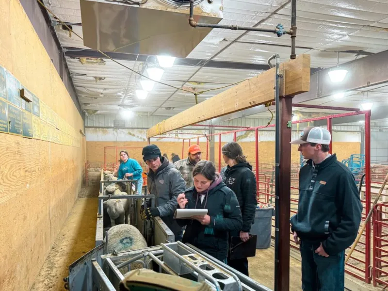 Wyoming Wool Initiative launches fifth annual Lamb-a-Year program