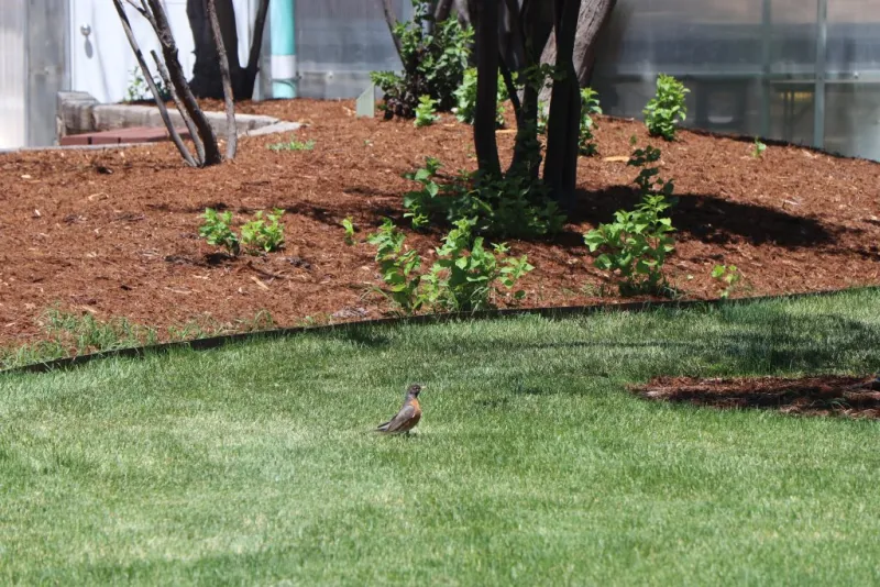 Master Gardeners: Smart water management