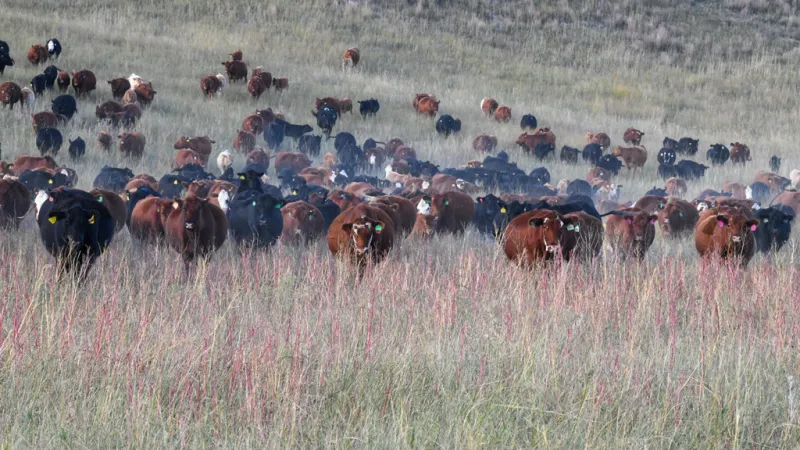 PRF Insurance -- It's for all perennial forages, including hay crops!