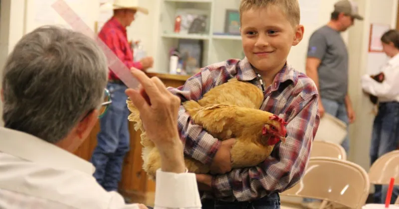 A few chickens and a duck: 4-H poultry show at fair holds on, participants see value in feathered friends