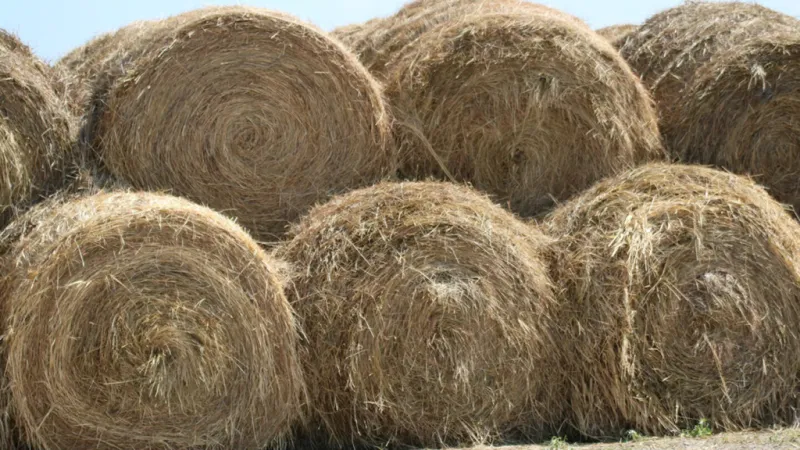 Nebraska Recovery Roundup: Nebraska Hay and Forage Hotline connects producers following wildfires