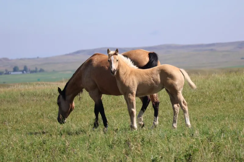 Sperry Quarter Horses 22nd Annual Performance & Production Sale