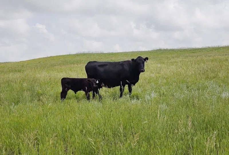 Drought Grazing Field Tour scheduled near Sidney