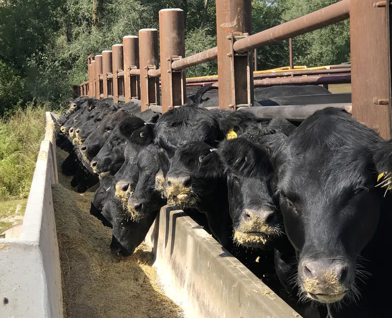 October webinar focuses on feeding the cowherd