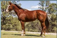 Martin Livestock Cowboy Classic Horse Sale