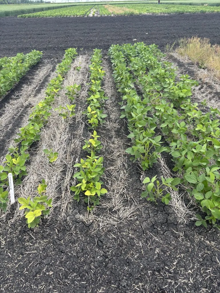 NDSU releases 2026 soybean iron deficiency chlorosis scores
