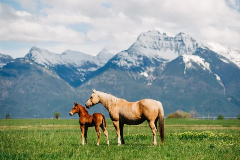 Frozen embryo permit deadline approaching: what owners need to know