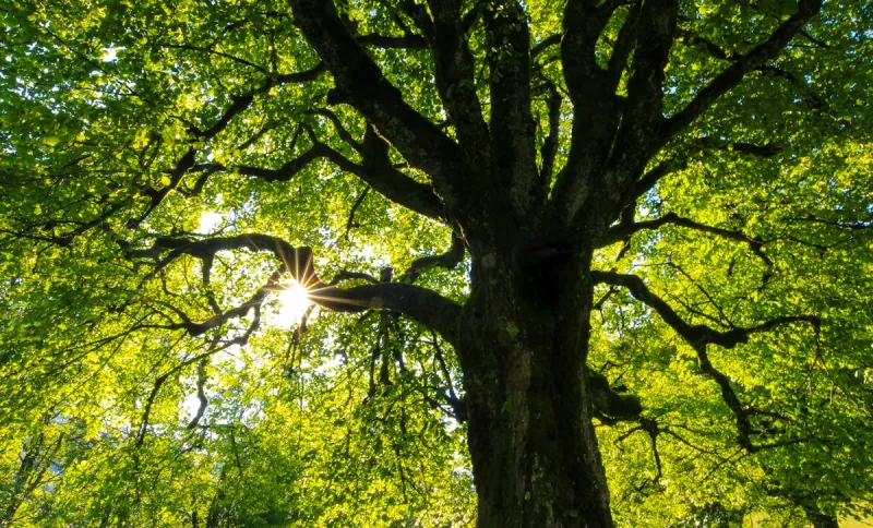 Why Sioux Falls Is Planting Trees At Record Rates