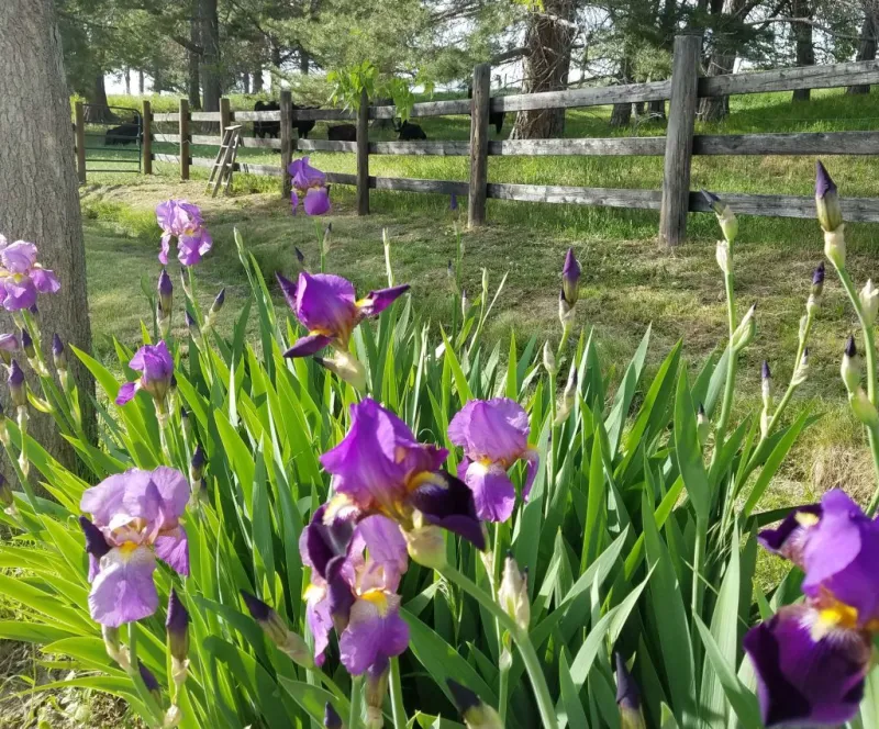 Master Gardeners: In the Fall, plant, maintain, and journal