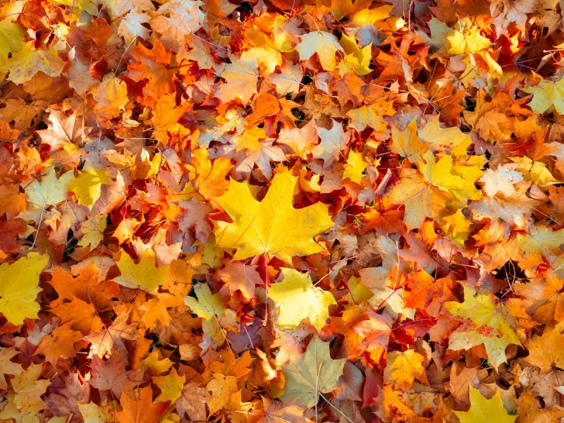 Where To Drop Branches And Leaves In Sioux Falls This Fall