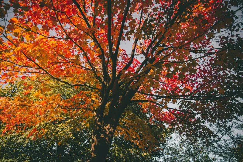 How One Warm Day Can Fool the Entire Midwest